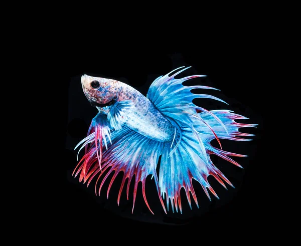 Mavi Siyam Balığı