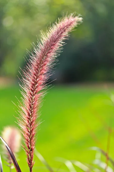 Трава аниолампенгерграс — стоковое фото