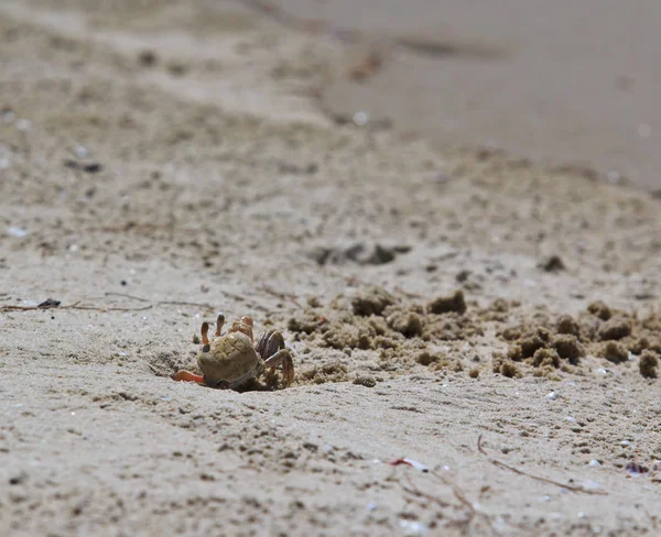 Krabbe på strandsand – stockfoto