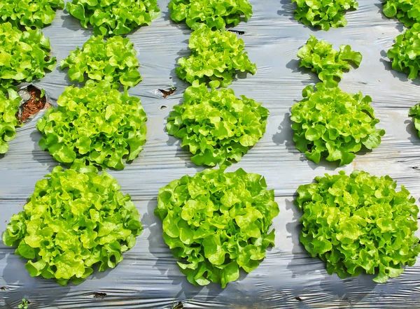 Bahçede sebze araziler