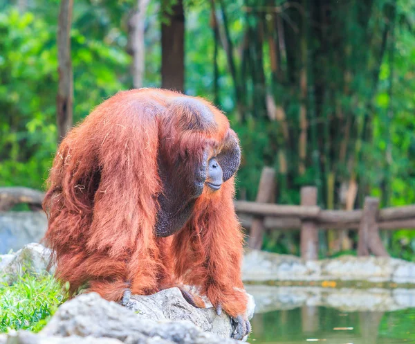 Brown long-haired orangutan — Stock Photo, Image