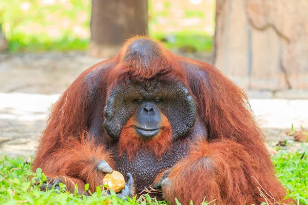 Brown long-haired orangutan — Stock Photo, Image