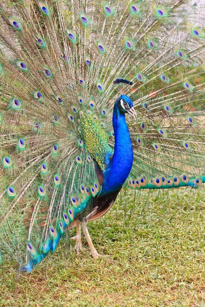 Groene en blauwe pauw — Stockfoto