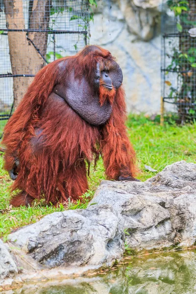 Brown long-haired orangutan — Stock Photo, Image