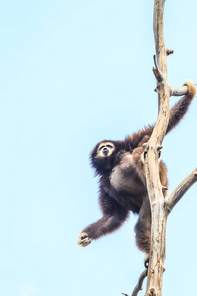 Gibbon na suché větvi — Stock fotografie