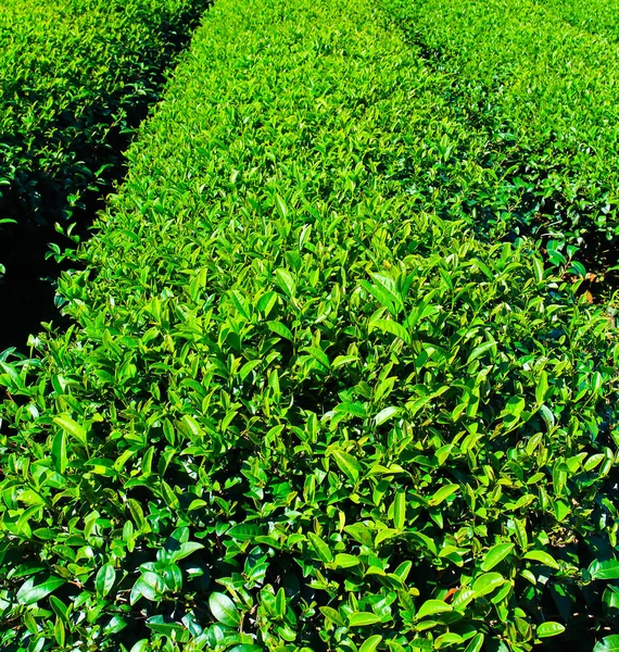 Wzór z plantacji herbaty — Zdjęcie stockowe
