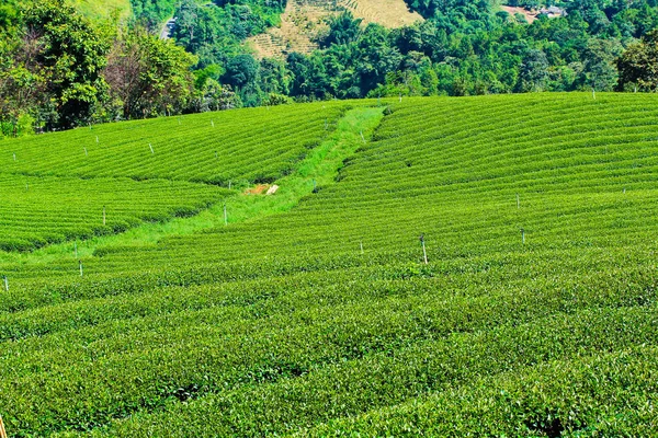 Patrón de plantación de té —  Fotos de Stock