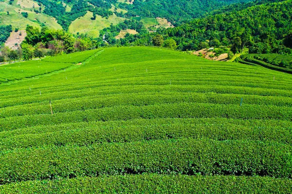 Padrão de plantação de chá — Fotografia de Stock