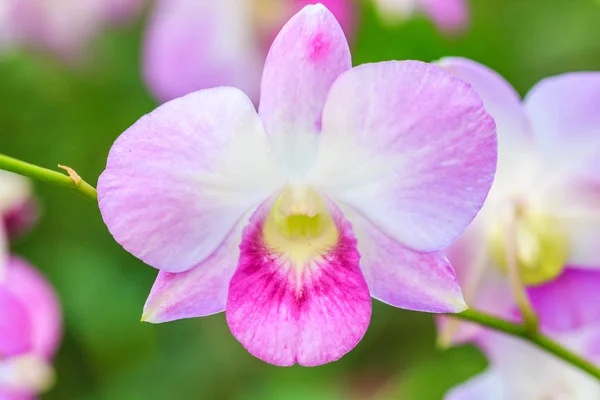 Beaufitul orkide çiçek — Stok fotoğraf