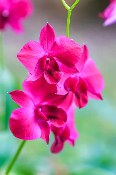 Flor de orquídea Beaufitul — Fotografia de Stock