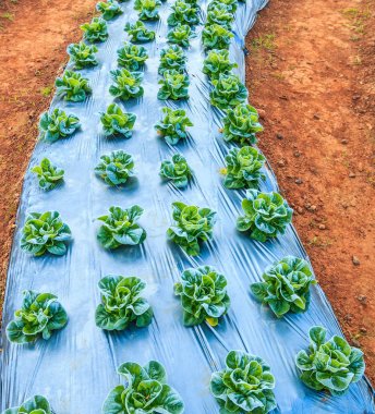 lettuce vegetables in field  clipart