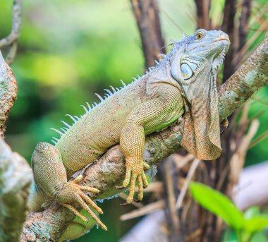 ağaç dalında yeşil iguana 