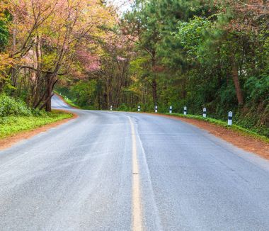 Kiraz çiçeği sakura. 