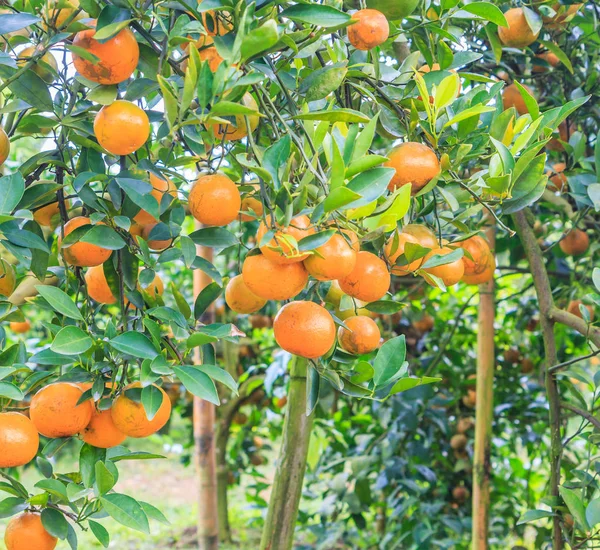 オレンジの木公園 — ストック写真