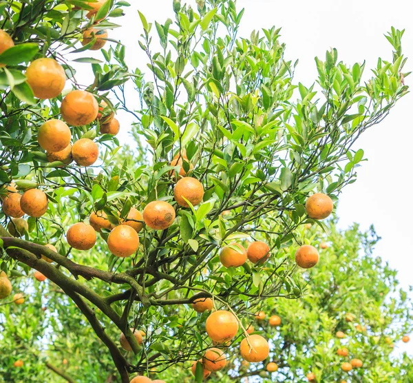 Parco di aranci — Foto Stock