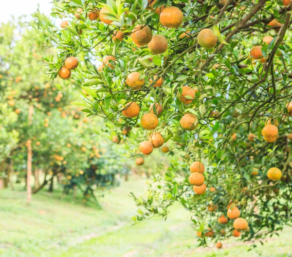 Orange tree park — Stock Photo, Image