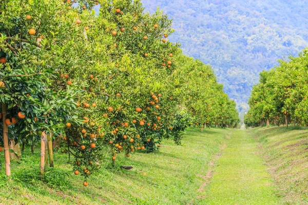 Portakal ağacı Parkı — Stok fotoğraf