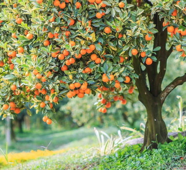 Pomarańczowe drzewa parku — Zdjęcie stockowe
