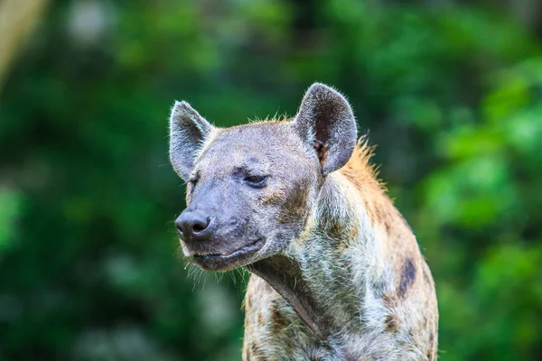 Hiena polowania w lesie — Zdjęcie stockowe
