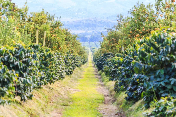 Orangenbaum mit reifen Orangen — Stockfoto