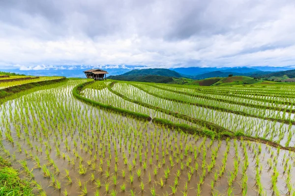 Rice field in Pa Pong Pieng — Stock Photo, Image