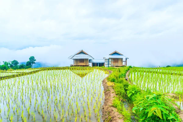 Rijst veld in pa pong pieng — Stockfoto