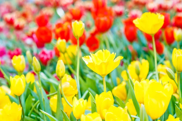 Colorful beautiful tulips — Stock Photo, Image
