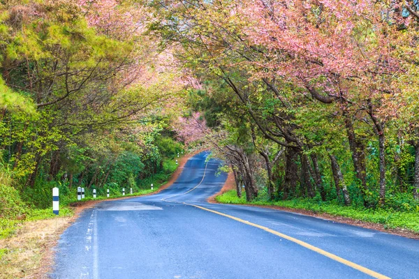 Körsbärsblomma sakura — Stockfoto