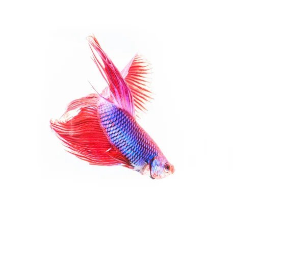 밝은 싸우는 물고기 — 스톡 사진