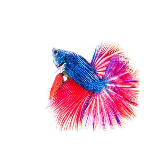 밝은 싸우는 물고기 — 스톡 사진