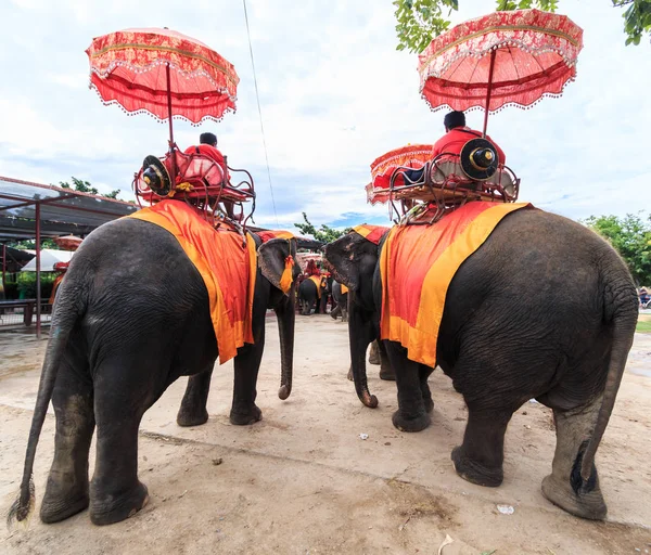 観光客は象に乗るツアー — ストック写真