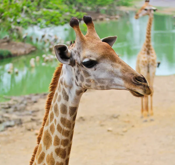 Giraff huvud på nära håll — Stockfoto