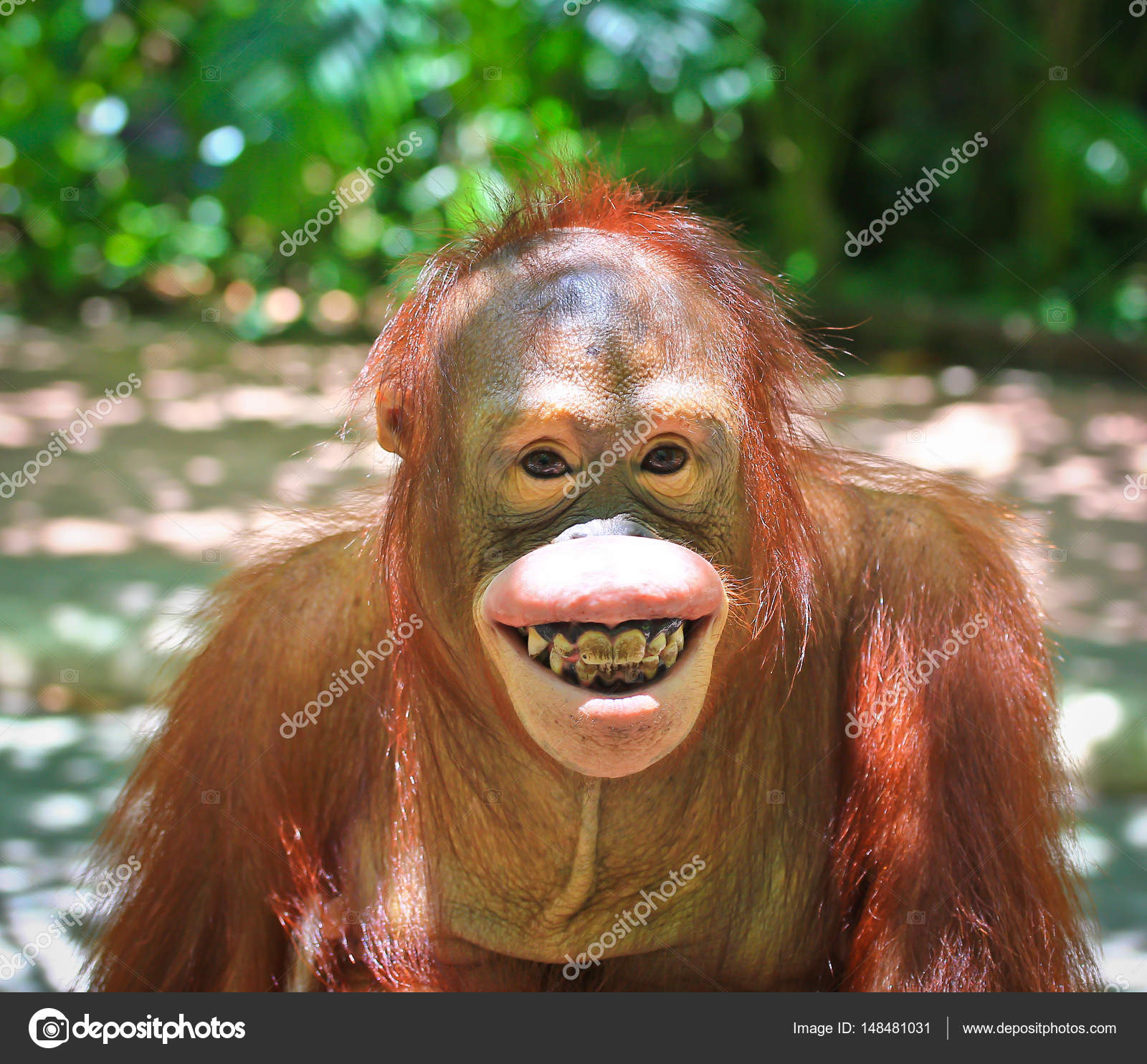 Cute african chimpanzee Stock Photo by ©Deerphoto 148481031