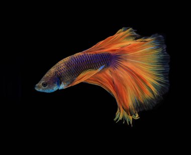 Parlak Siyam Balığı