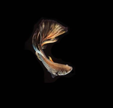 Siyam mücadele balık