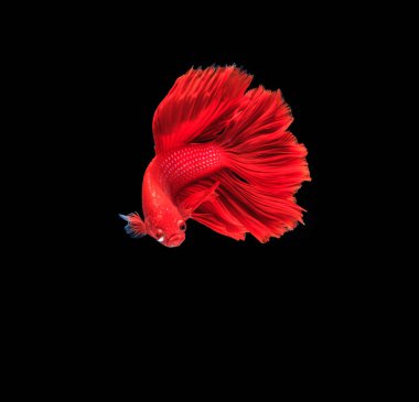 Siyam mücadele balık