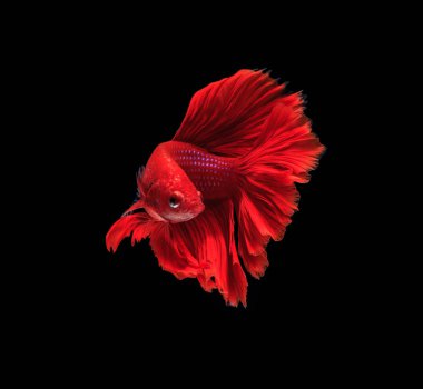 Siyam mücadele balık