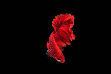 Siyam mücadele balık