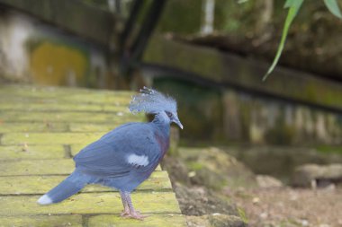 kret ile tropikal güvercin