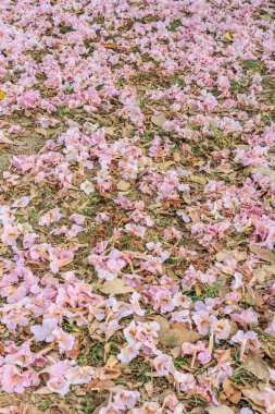 Tabebuia gül pembe çiçekler