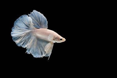 Siyam mücadele balık