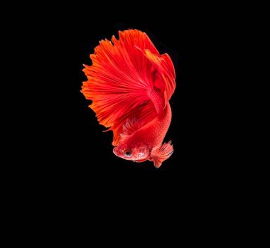 Siyam mücadele balık