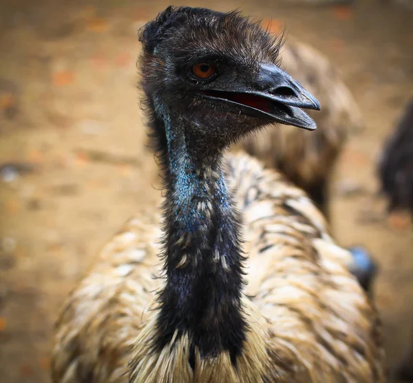 Emu pájaro en zoológico —  Fotos de Stock