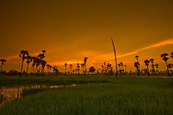 Schöner Sonnenuntergang im Reisfeld — Stockfoto