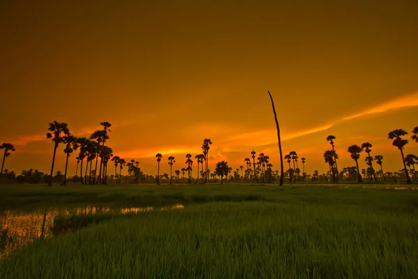 Belo pôr-do-sol Paddy — Fotografia de Stock