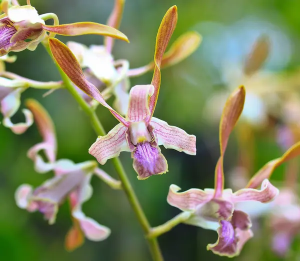 Hermosa flor de orquídea — Foto de Stock