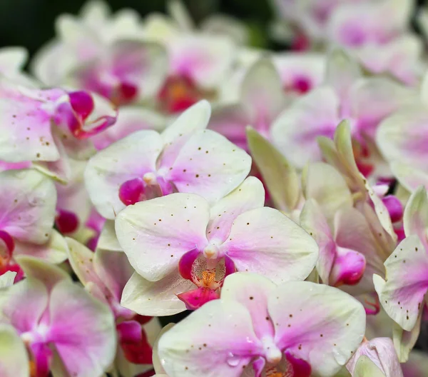 Hermosa flor de orquídea — Foto de Stock