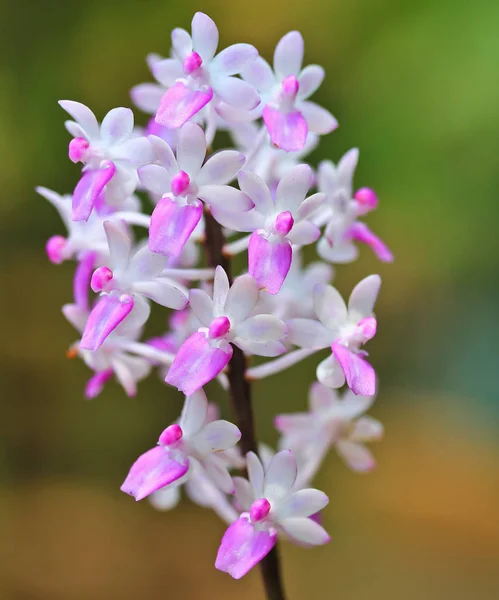 Vacker orkidé blomma — Stockfoto