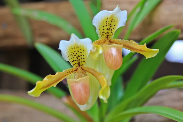 Hermosa flor de orquídea — Foto de Stock