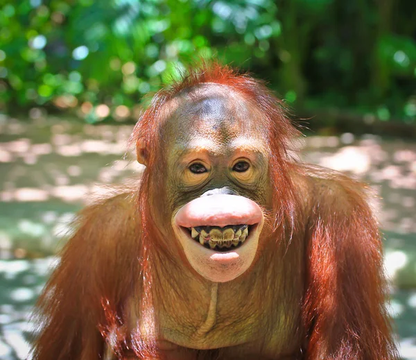 Roztomilý šimpanz — Stock fotografie